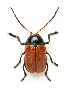 Beetle Prints: Hazel Pot Beetle Print (Beetles) by Mary Evans Prints Online