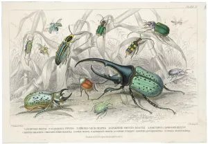 Prints of The HERCULES beetle, SCARABAEUS TITYUS and others, depicted in their natural habitat Related Prints: Hercules Beetle Print in Tropical Habitat