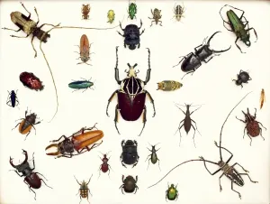 Beetle Prints: Diverse Beetles Print, Natural History Museum London