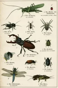 Beetle Prints: Various Insects Print, C1880 (Beetles and Flying Insects)