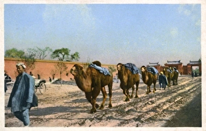 Beijing, China - Bactrian Camel Train Beijing, China - Bactrian Camel Train