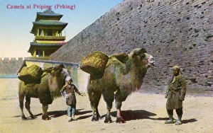 Beijing, China - Bactrian Camels by the City Walls Beijing, China - Bactrian Camels by the City Walls