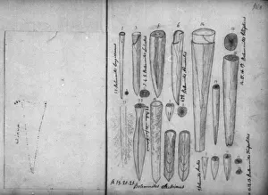 Belemnites Print, Mary Evans Collection