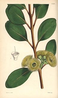 Bell-fruited mallee or Dr Preiss eucalyptus Bell-fruited mallee or Dr Preiss eucalyptus