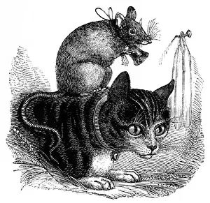 Prints of BELLING THE CAT A mouse wearing a bell around its neck sits on the back of a tabby cat who also wears a bell Aesop Prints: Belling the Cat Print: A Mouse and Tabby Cat with Bells