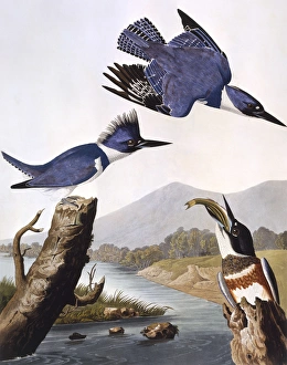 Belted Kingfisher, by John James Audubon Belted Kingfisher, by John James Audubon