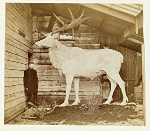 Benjamin Waterhouse Hawkins & giant Elk model Benjamin Waterhouse Hawkins & giant Elk model