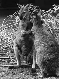 Bennett's Wallaby Images Prints: Bennetts Wallabies