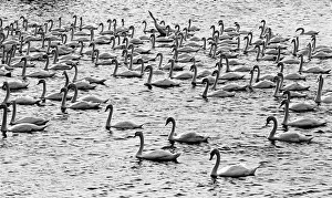 Berwick swans Berwick swans