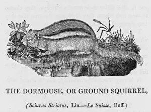 Bewick Prints: Bewick / Chipmunk