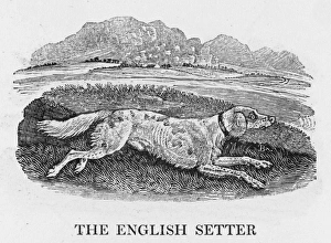 Bewick English Setter Bewick English Setter