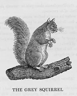 Bewick Prints: Bewick / Grey Squirrel