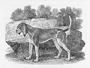 Rare Dog Breeds UK Prints: Bewick Hound