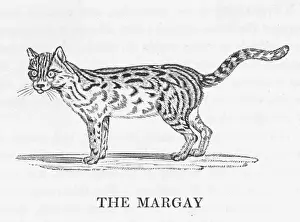 Prints of (Felix wiedi) a nocturnal cat with exceptional climbing ability, able to hang from a bough with one paw Margay Prints: Bewick's Cat Print - Margay Climbing