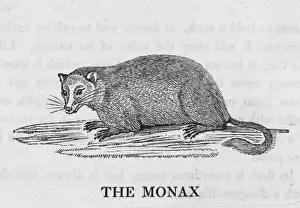Thomas Bewick Artwork Prints: Bewick / Marmot