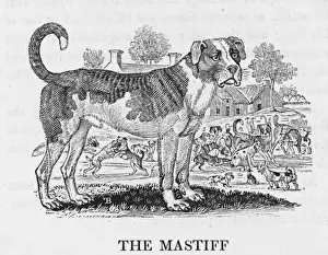 Rare Breed Dogs Prints: Bewick Mastiff