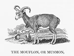 Goat Prints: Bewick's Print of Mouflon (Capra aegagrus)