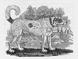 Bewick's Newfoundland Print