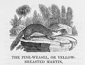 European Pine-Marten Print