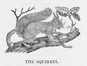 Prints of (sciurus vulgaris). This is the so-called red squirrel, once widely prevalent in Britain but now largely displaced by its grey cousin from America Sciuridae Prints: Red Squirrel Print