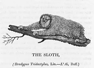 Wildlife Prints For Sale Online Prints: Bewick / Sloth