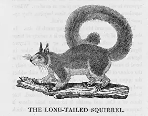 Indian Subcontinent Animals Prints: Bewick Squirrel Longtail