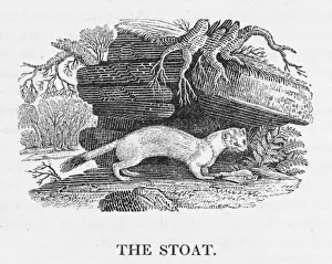 Bewick's Stoat Print