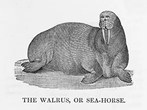 Thomas Bewick Artwork Prints: Bewick / Walrus