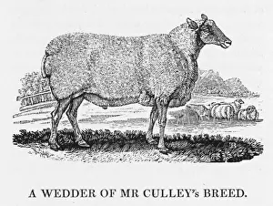 Vintage Farm Animals Prints: Bewick - Wedder Sheep