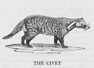 Marsupial Animals Prints: Bewick / Wombat