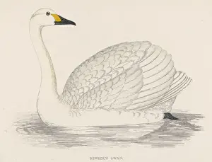 Victorian Era Wildlife Art Prints: Bewicks Swan