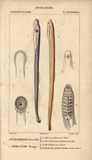 Big-eyed lamprey and red lamprey Big-eyed lamprey and red lamprey