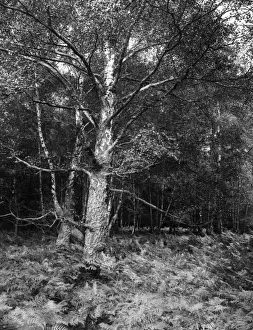 English Countryside Scenery Photos Prints: Birch & Bracken