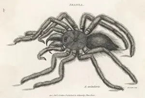 Prints of ARANEA AVICULARIA a bird-catching spider Huntsman Spider Prints: Bird-Catching Spider Print: Aranea Avicularia