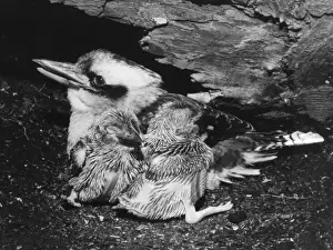 Bird Species Australia Prints: Birds / Kookaburra