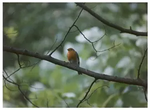 Garden Wildlife UK Prints: Birds / Robin