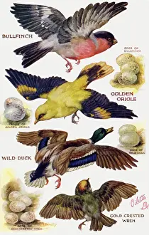 1921 Print: Cut-out Birds on the Wing
