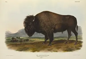 American Bison Print by John James Audubon, 1846
