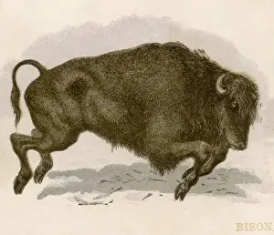 Wild Animal Behavior Images Prints: Bison Charging