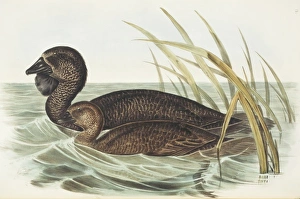 Biziura lobata, musk duck Biziura lobata, musk duck