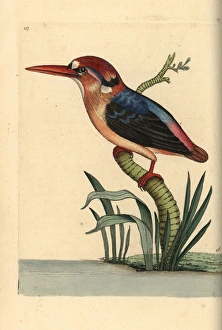 Black-backed or Oriental dwarf kingfisher, Ceyx erithaca Black-backed or Oriental dwarf kingfisher, Ceyx erithaca