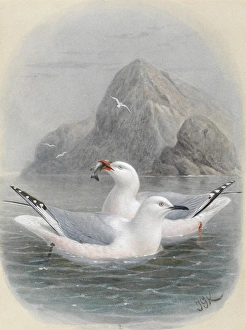 Black-Billed Gull and Red-Billed Gull Black-Billed Gull and Red-Billed Gull