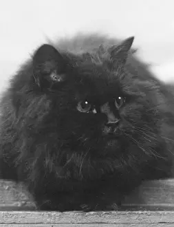 Prints of CHAMPION BLACK CAT This large, fluffy cat lies comfortably. Owned by Captain St Barbe. Date: 1935 Related Prints: Black Cat Champion Print, 1935