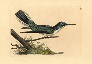 Black-eared fairy hummingbird, Heliothryx aurita Black-eared fairy hummingbird, Heliothryx aurita