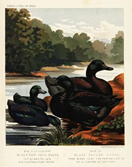 Black East India ducks and black Cayuga ducks Black East India ducks and black Cayuga ducks