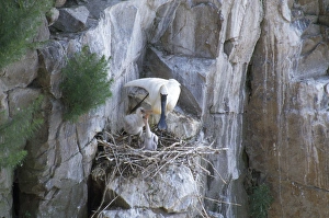 Black-faced Spoonbill - adult at nest with young Black-faced Spoonbill - adult at nest with young