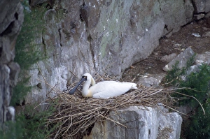 Black-faced Spoonbill - adults on nest Black-faced Spoonbill - adults on nest