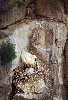Black-faced Spoonbill - adults with young Black-faced Spoonbill - adults with young