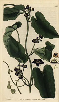 Black flowered gonolobus, Gonolobus niger Black flowered gonolobus, Gonolobus niger