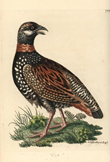 Black francolin, Francolinus francolinus Black francolin, Francolinus francolinus